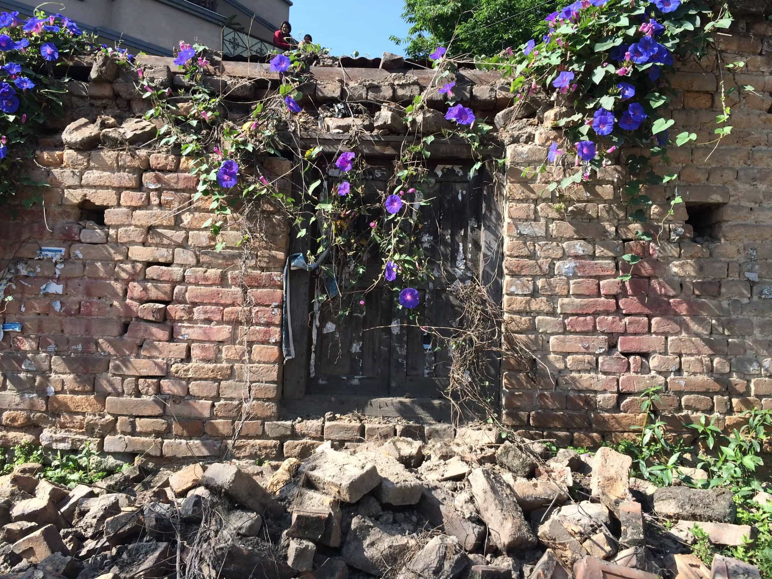 Morning Glories surround a building destroyed by the earthquake in Nepal