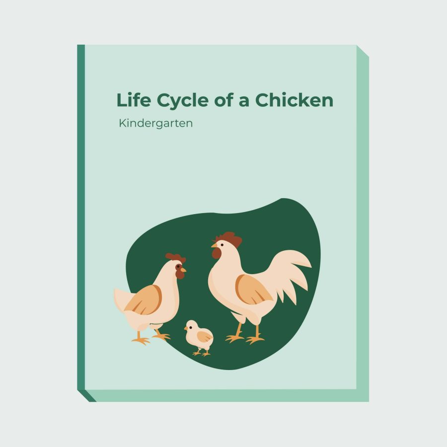 Life Cycle of a Chicken KG